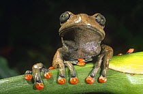Tree frog (Hyla lindae) Western Ecuador, South America, captive