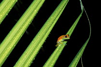 Tree frog (Hyla punctata) Western Ecuador, S. America C