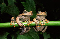Tree frogs {Hyla lindae} Western Ecuador, South America, Captive.