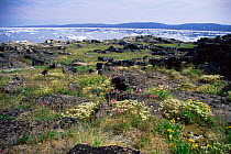 Summer Arctic flowers, with sea ice behind, Wager Bay, Canada