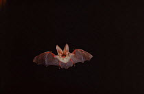 Long Eared Bat in flight. Germany.