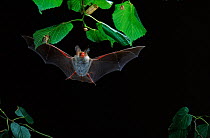 Bechstein's bat hunting moth on underside of leaf, Germany