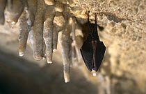 Lesser horseshoe bat {Rhinolophus hipposideros} roosting next to stalactites, Germany