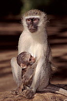 Baby Vervet monkey (Chlorocebus / Cercopithecus aethiops) suckling. Kruger National Park, S. Africa Riverine Forest