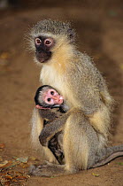 Vervet monkey mother suckling baby (Chlorocebus / Cercopithecus aethiops) Kruger NP, South Africa