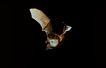Daubenton's bat flying, Germany