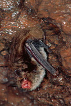 Daubenton's Bat roosting. (Myotis daubentoni) Germany