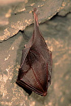 Lesser Horseshoe Bat roosting, Germany