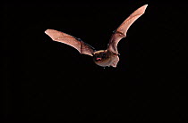 Nathusius Pipistrelle flying, Germany