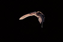 Nathusius Pipistrelle bat flying at night, Germany