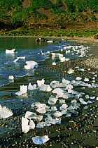 Brash ice washed up on beach, South Georgia, South Atlantic Islands