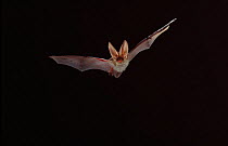 Long Eared Bat flying at night, Germany.