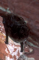 Western barbastelle bat roosting (Barbastella barbastella) Germany.
