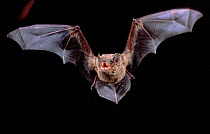 Noctule Bat in flight showing teeth, Germany