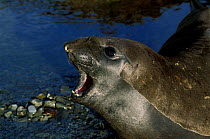 Open mouthed Southern elephant seal {Mirounga leonina). South Georgia