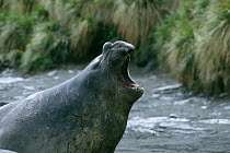 Southern elephant seal {Mirounga leonina} male calling, South Georgia.