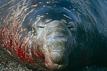 Southern elephant seal {Mirounga leonina} blooded alpha bull sleeping face portrait, South Georgia, Antarctica.