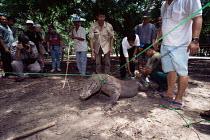 Komodo dragon tied up (Varanus komodoensis) Komodo Is Indonesia