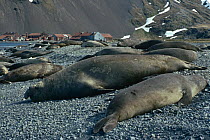 Southern elephant seals on beach (Mirounga leonina) South Georgia Whaling station in background