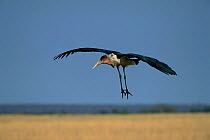 Marabou Stork {Leptoptilos crumeniferus} landing, Chobe NP, Botswana, Africa.