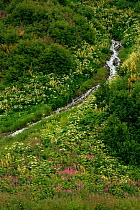 Flowering Fireweed and Cow parsley beside mountain stream, Anchorage, Alaska, USA