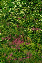 Wild flowering Fireweed / Rosebay willowherb (Epilobium angustifolium) and Cow parsley, Anchorage, Alaska, USA