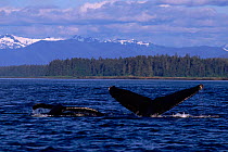 Humpback whale flukes (Megaptera novaeangliae). Alaska, USA