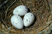 Golden oriole nest with three eggs (Oriolus oriolus) Spain