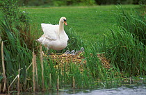 Mute swan at nest with cygnets (Cygnus olor) Stockton, England