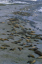 Southern elephant seal {Mirounga leonina} and King penguin {Aptenodytes patagoni} colony on beach, Saint Andrews Bay, South Georgia, Falkland Islands.
