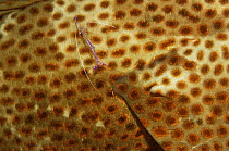 Cleaner shrimp (Periclimenes pedersoni) on skin of Grouper fish (Cephalopholis fulvus)
