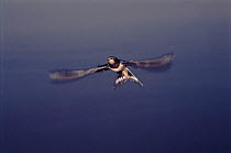 Swallow in flight, taken in flight tunnel on loction for BBC television series 'Incredible Journeys'