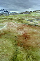 Red and green snow algae, Petermann Island, Antarctica