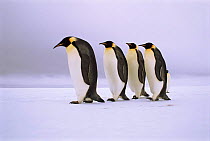 Emperor Penguins walking in a row,  Antarctica.