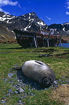 Southern elephant seal {Mirounga leonina} weaner resting on ground with whaling station in background, Grytviken, South Georgia.
