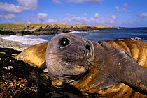 Southern Elephant Seal moulting, East Falkland Islands (Mirounga leonina)