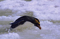 Macaroni Penguin coming out of sea (Eudyptes chrysolophus) Saunders Island, South Sandwich