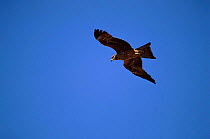 Black Kite in flight, Townsville, Australia