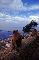 Barbary apes on wall overlooking Gibraltar harbour