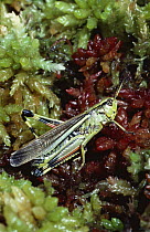 Large marsh grasshopper (Stethophyma grossum) resting on sphagnum bog, New Forest, Hampshire, UK.  This species is specially protected in UK.
