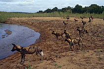 Pack of African wild dogs {Lycaon pictus} on river bank, Sand River, Mala Mala GR, South Africa