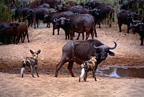 African wild dogs {Lycaon pictus} watching herd of Cape buffalo (Syncerus caffer} Mala Mala GR, South Africa