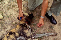 State vet, Dr Beniges, removes snare from injured African wild dog {Lycaon pictus} Mala Mala GR, South Africa