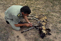 State vet, Dr Beniges, treating African wild dog (Lycaon pictus) injured by snare, Mala Mala GR, South Africa