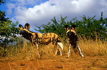 African wild dogs {Lycaon pictus} Mala Mala GR, South Africa