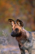 African wild dog {Lycaon pictus} Mala Mala GR, South Africa
