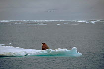 Atlantic Walrus on arctic drift ice, Svalbard, Spitsbergen. Norway