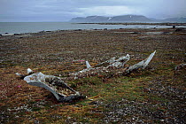Whale bones on beach of Edgeoya Island in summer, Svalbard. Norway