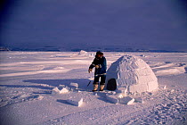 Inuit building igloo on sea ice, sequence. Admiralty inlet Canada