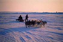 Inuits driving sledge with dog team, Admiralty Inlet, Canadian Arctic